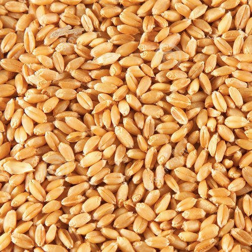 Natural Wheat Seeds, For Chapati, Khakhara, Roti, Packaging Size : 50-100 Kg