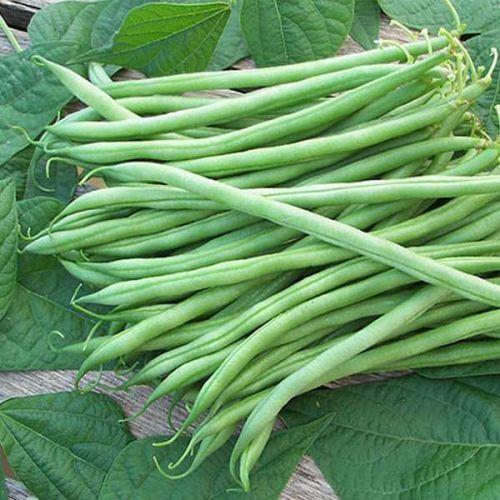 Fresh Beans, For Cooking, Size : Standard