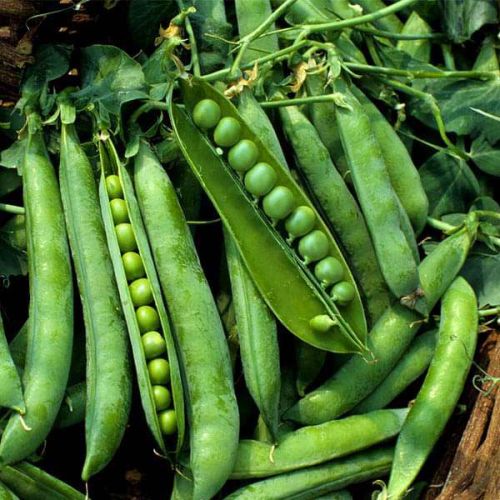 Common Fresh Peas, For Human Consumption, Color : Green