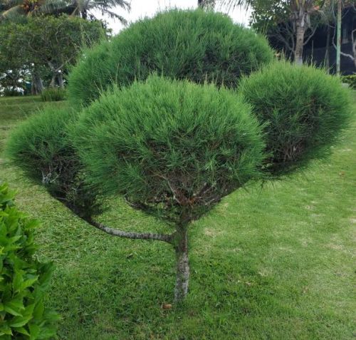 Casuarina Plants, For Plantation, Color : Green