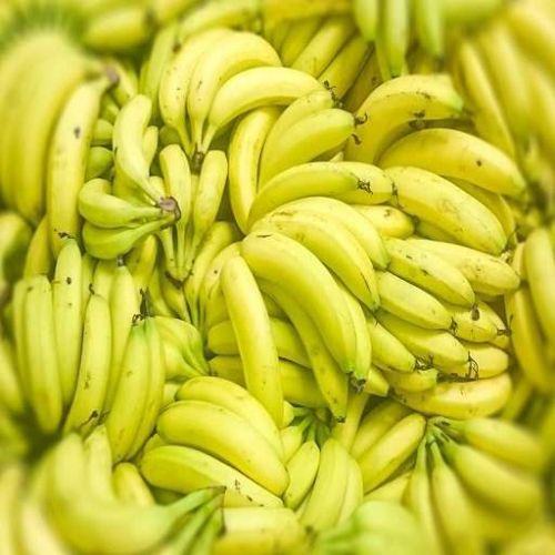 Organic Fresh Cavendish Banana, Certification : FSSAI Certified