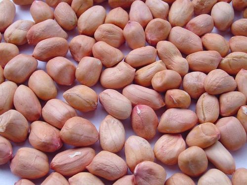 Organic Natural Peanut Kernel, For Making Oil, Feature : Non Harmful, Optimum Quality