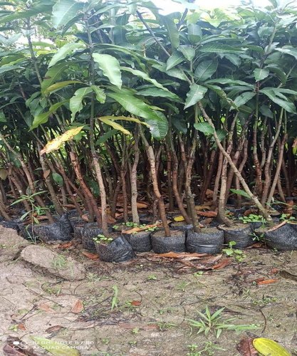 Natural Himsagar Mango Plant, Certification : HACCP Certified