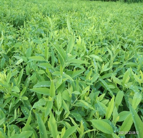 White Sandalwood Plant, For Plantation, Color : Green