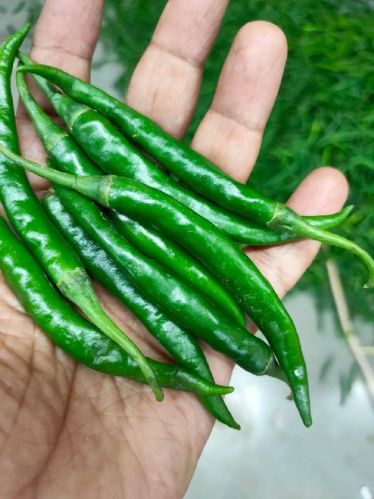 Natural Fresh Green Chillies, For Human Consumption, Cooking, Home, Hotels, Packaging Type : Food Grade Box