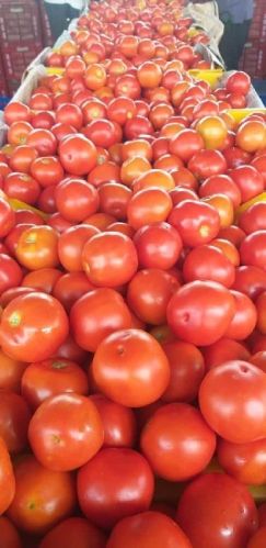 Own Fresh Tomato, For Cooking, Skin Products