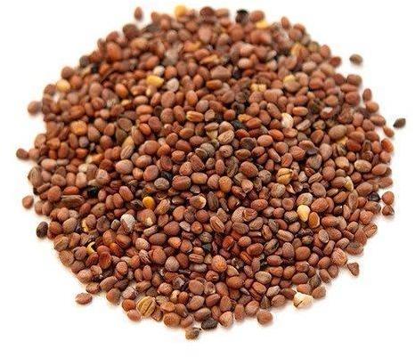 Red Radish Seeds, Packaging Type : Plastic Packet