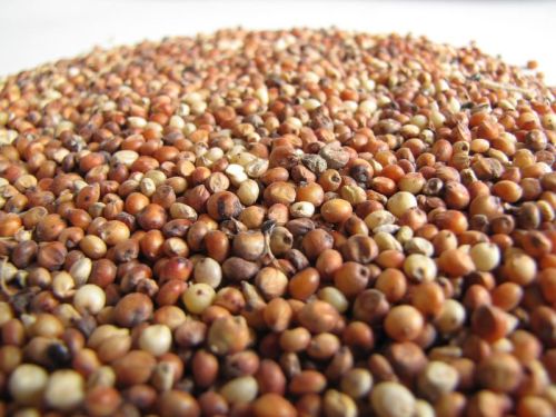 Common Sorghum Seeds, For Cooking, Style : Dried