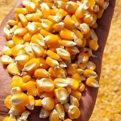 Natural Yellow Corn Seeds, For Animal Feed, Human Food, Packaging Type : PP Bags