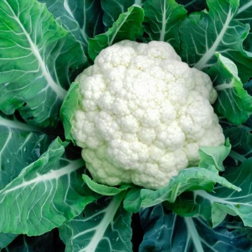 Round Organic Cauliflower, For Human Consumption, Packaging Type : Jute Bag