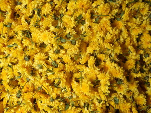 Fresh Chrysanthemum Flower, For Decorative, Occasion : Birthday, Weddings