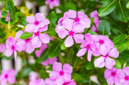 Fresh Periwinkle Flower, For Decorative, Color : Pink