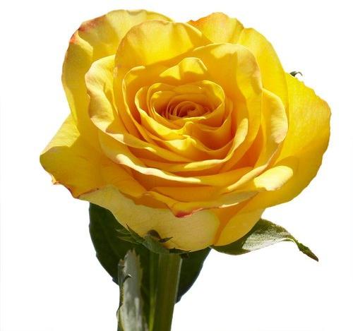 Fresh Yellow Rose Flower, For Decoration