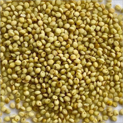 Natural Browntop Millet, For Cattle Feed, Human Consumption, Feature : Gluten Free