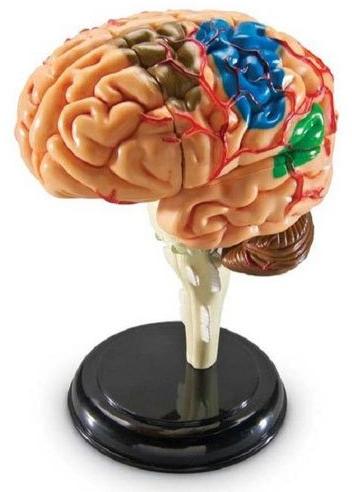 Fiber Glass Small Brain Human Model, Size : 18.5 X 14 X 13.5 Cm