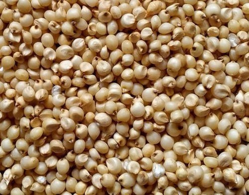 Natural Jowar Seed