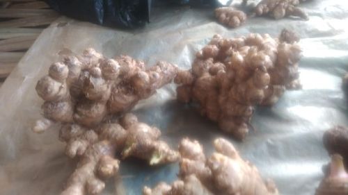 Natural Fresh Ginger, For Cooking, Cosmetic Products, Medicine, Packaging Type : Gunny Bags, Plastic Packet