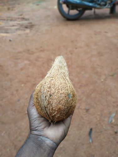 Organic Natural Full Husked Coconut, Style : Fresh