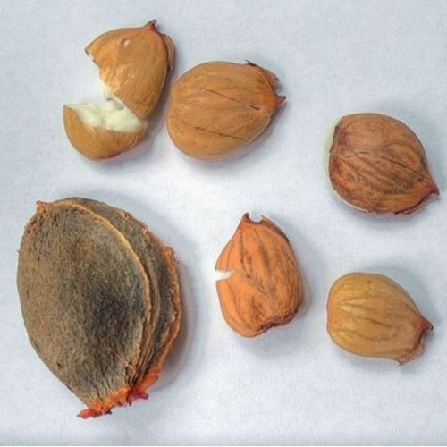 Dry Apricot, Packaging Size : 10 Kg