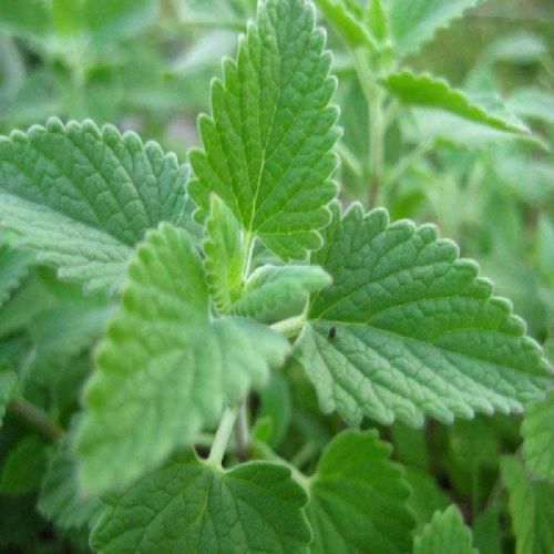 Catnip Essential Oil