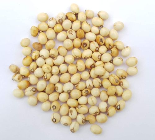 White Chirmiti Seeds, Packaging Type : PP Packets