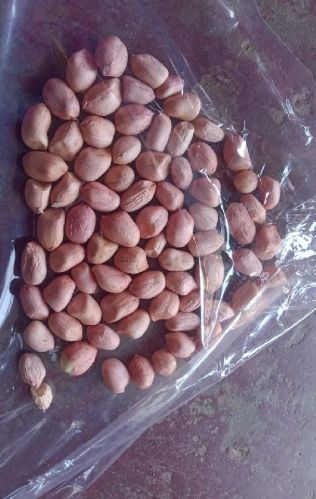 Organic Groundnut Without Shell, Feature : Gluten Free, High In Protein