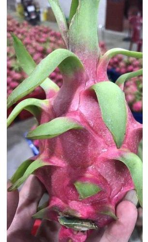 Dragon Fruit, Packaging Type : Carton