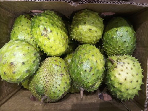 Soursop, Packaging Type : Carton