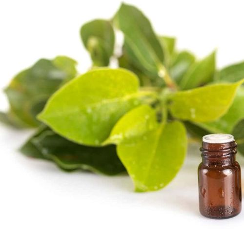 Camphor Essential Oil, Certification : FSSAI