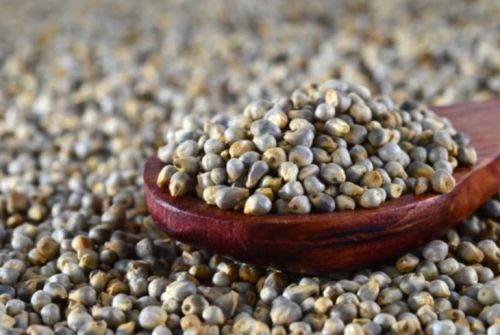 Exim Galactic Natural Pearl Millet Seeds, Packaging Type : Gunny Bag, Jute, Plastic Bag