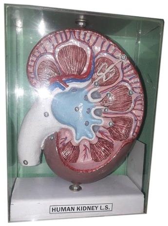 PVC Human Kidney Anatomical Model