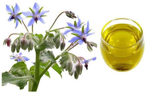 Borage Carrier Oil, Form : Liquid