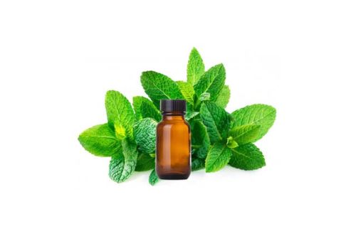Spearmint Essential Oil