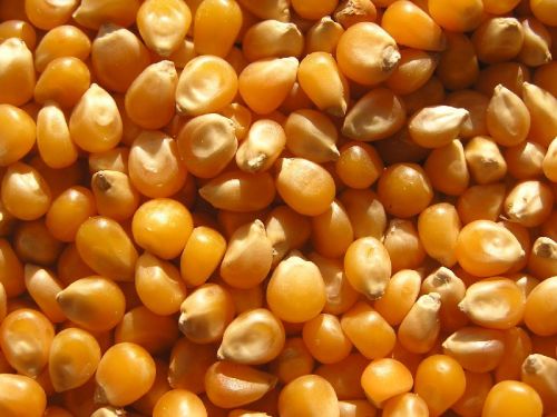 Natural Maize Kernels, Certification : HACCP, ISO 9001:2008 Certified