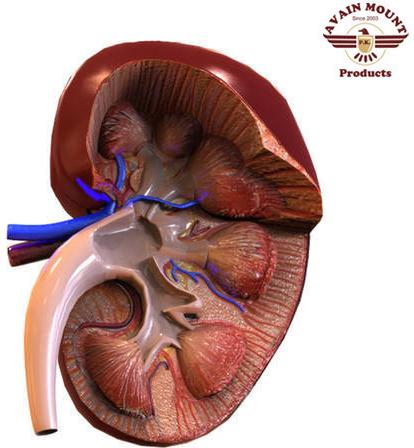 PVC Kidney Anatomy Models, For Laboratory
