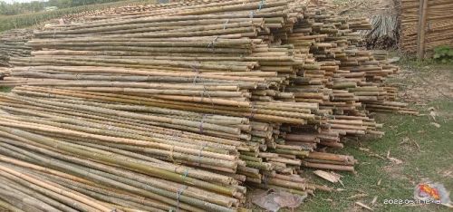 10 Feet Bijli Bamboo, For Construction, Feature : Good Quality