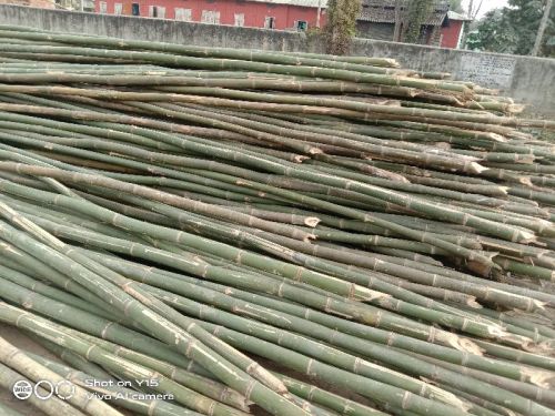 24 Feet Bullet Bamboo, For Construction, Feature : Good Quality