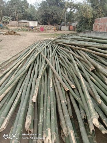 Nursery Bamboo Poles, Grade : Flexible