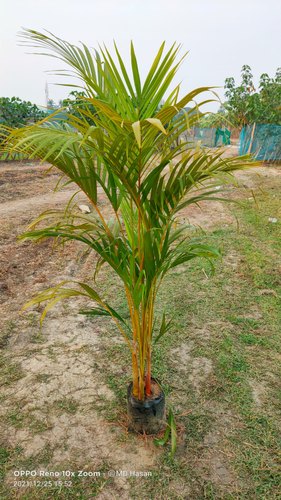 Areca Palm Plants, For Plantation, Style : Hybrid