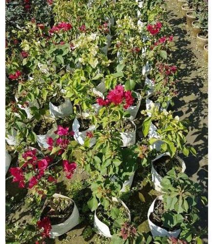 Bougainvillea Flower Plants