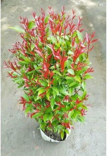 Cijanume Plants, For Plantation, Color : Green