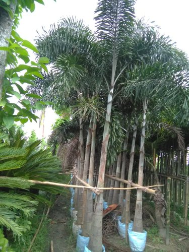 Organic Foxtail Palm Plants, For Plantation, Color : Green