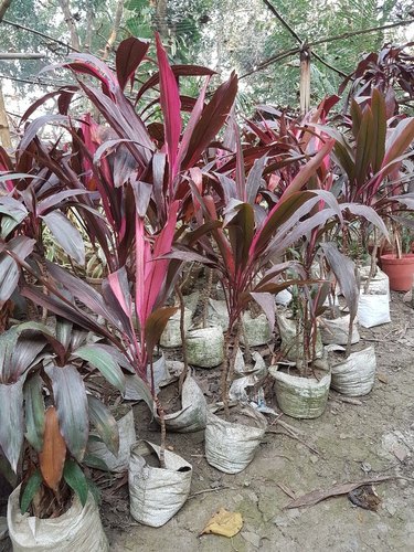 Organic Red Desina Plants, For Plantation, Size : 3 Feet