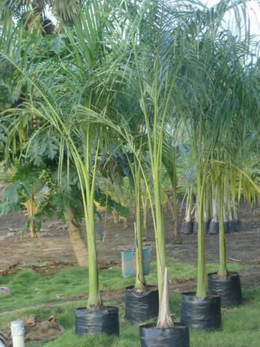 Organic Royal Palm Plants, For Plantation, Color : Green