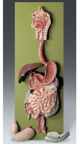 PVC Plastic Digestive System Anatomical Model