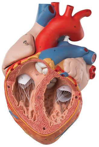 PVC Plastic Heart Anatomical Model