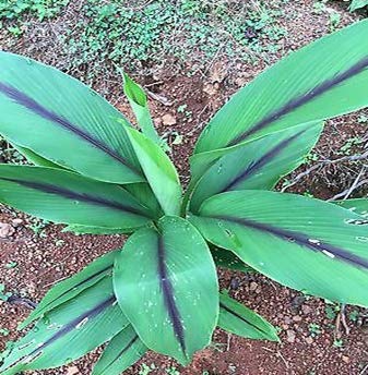 Black Turmeric Plants