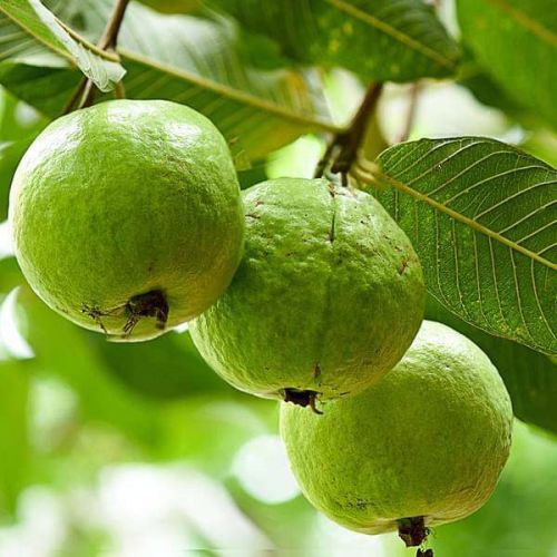 Organic L-49 Guava Plants, For Plantation, Color : Green