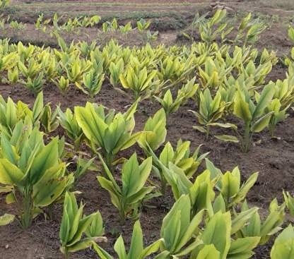 Organic Lakadong Turmeric Plants, For Medicinal, Color : Green