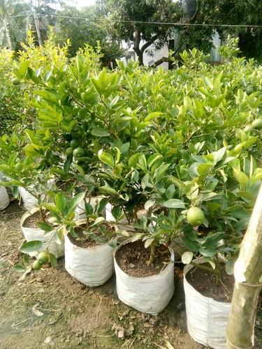 Organic Patti Lemon Plants, For Plantation, Variety : Hybrid